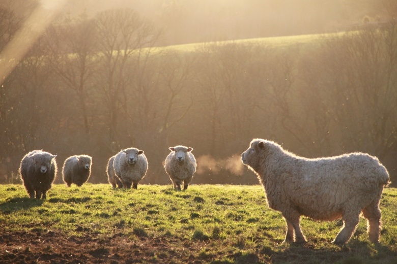 Devon & Cornwall Longwool sheep at Heligan