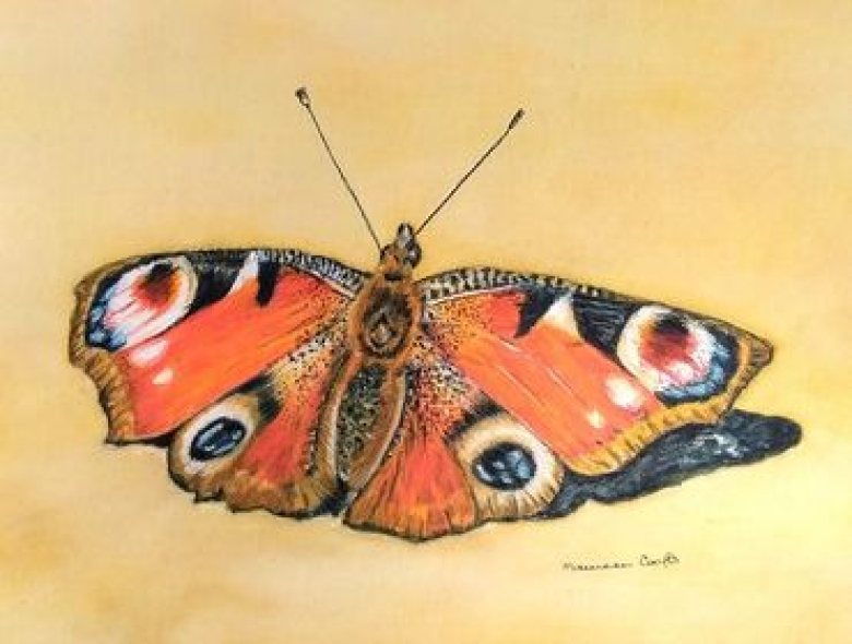 Butterfly by Maureen Crofts