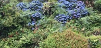 Treglyn garden thumbnail