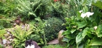 treglyn garden thumbnail