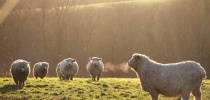Devon & Cornwall Longwool sheep at Heligan thumbnail