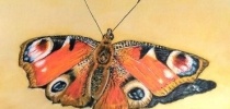 Butterfly by Maureen Crofts thumbnail